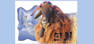 ANR EVOSHEEP