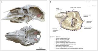 petrous bones of sheep